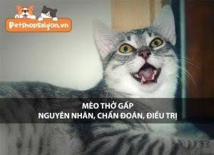 nguyen nhan2C chan doan va dieu tri tho hon hen o meo h7wwim