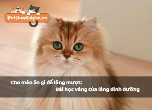 nguyen tac vang cua lang dinh duong3A cho meo an gi de muot long c03k2r