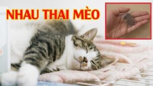 nhau thai meo co phai la nguon may man va tai loc3F 7C tam linh la co that y3ism9