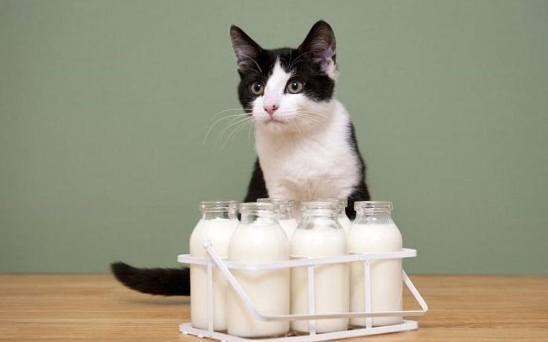 Mèo không uống được sữa chứa nhiều Lactose