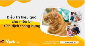 nhung dieu can biet ve su tich tu chat long trong bung meo iwc87h