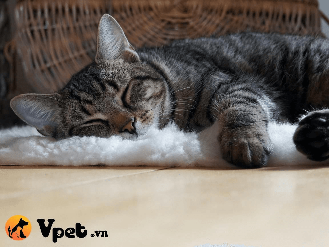 Tình trạng sức khỏe của mèo khi bụng sưng lên với chất lỏng