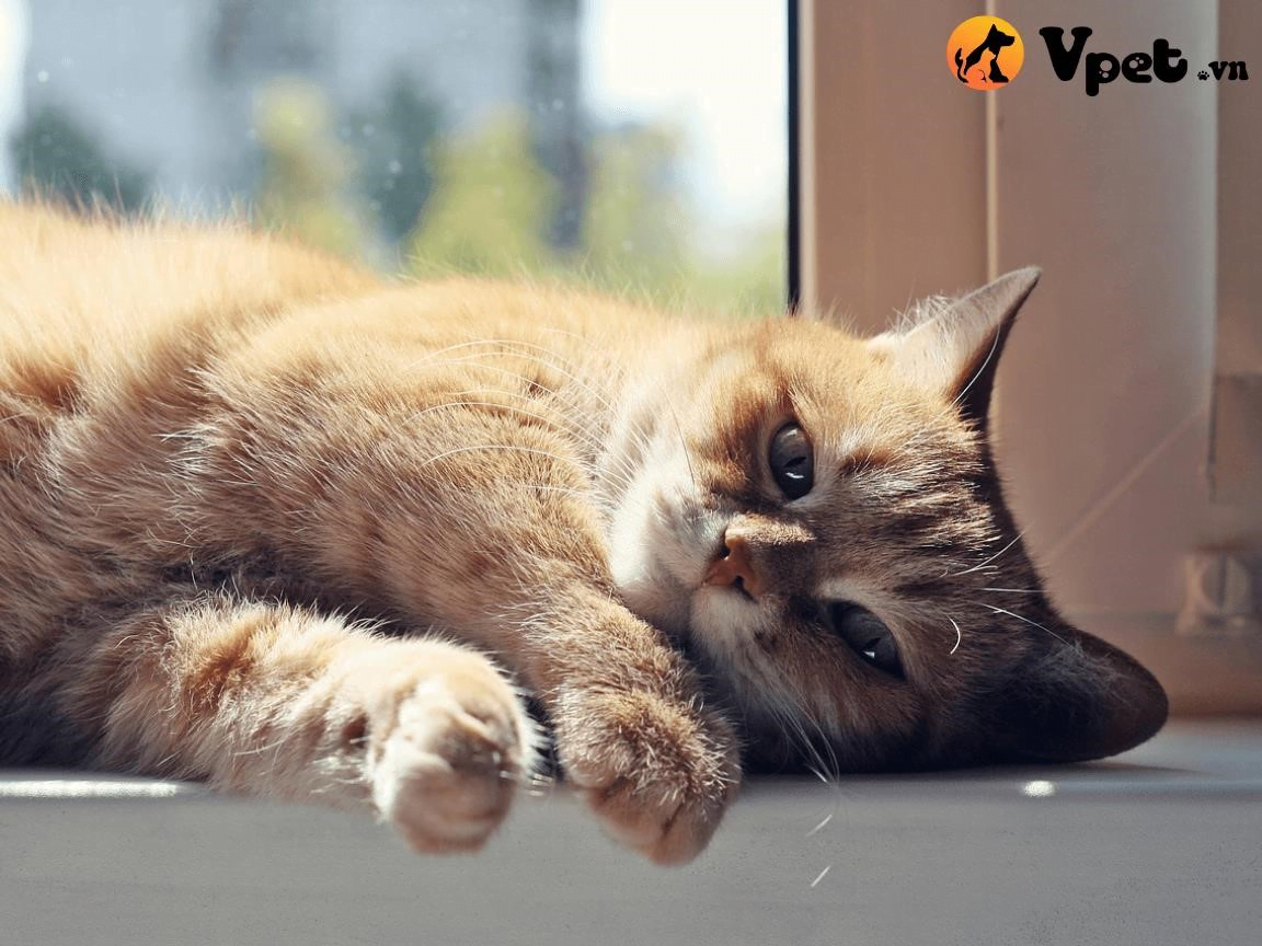 Ở mèo, bàng quang bị vỡ có thể dẫn đến tích tụ chất lỏng trong bụng