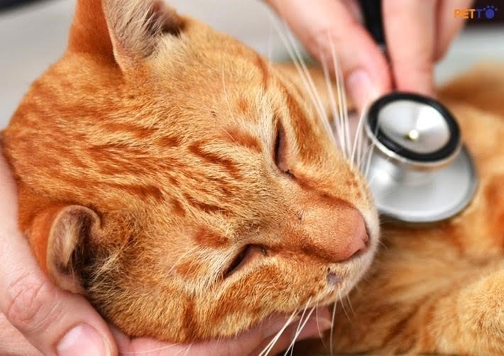 Mèo có thể mắc polyp âm đạo trong một thời gian dài