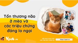 phuc hoi ton thuong nao o meo w9et44