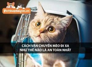 phuong phap van chuyen meo an toan nhat la gi3F 17zubp