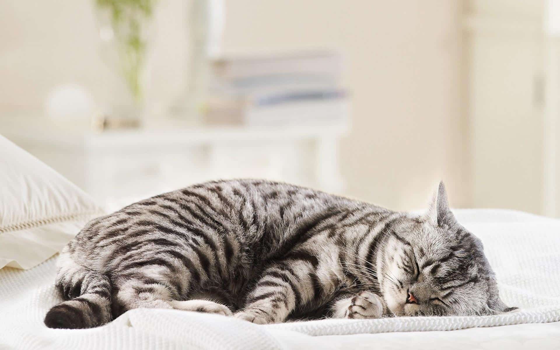 Thời gian ngủ của mèo sẽ thay đổi tùy thuộc vào tuổi tác, sức khỏe, tâm trạng và các yếu tố khác.