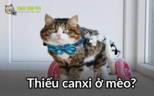 su xuat hien cua tinh trang thieu canxi o meo va cach bo sung canxi cho chung ug146l