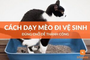 that don gian de thanh cong voi cach day meo di ve sinh dung cho btaskee bclqps