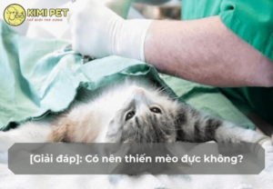thien meo duc co hop ly khong va neu co thi khi nao3F u3y7sg