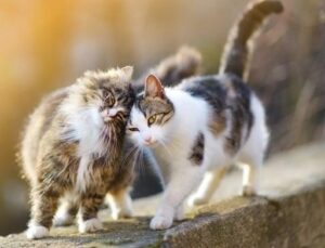 thoi gian nao thich hop de gap meo3F qua trinh lam mat cat 2aa582