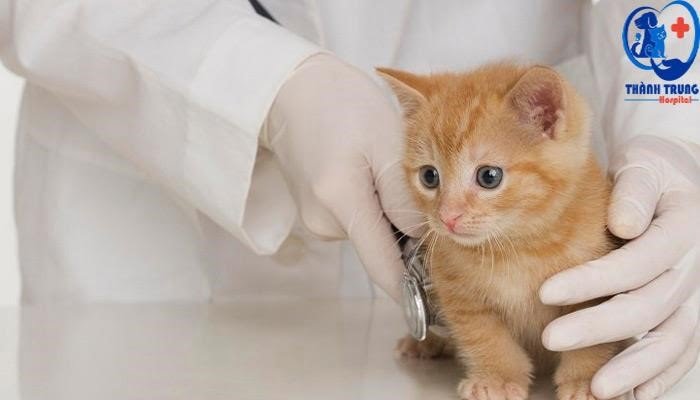 Tìm hiểu về bốn loại vắc-xin bệnh khác nhau cho mèo