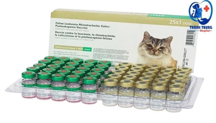 Vắc-xin phòng bốn bệnh ở mèo được tiêm khi nào?