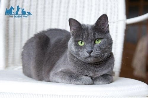 8. Khoảng 3.000 đô la mua một con mèo xanh Nga.