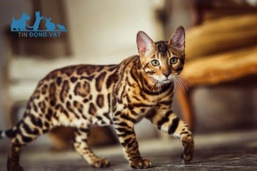 3. Mèo Bengal: 25.000 USD hoặc hơn.