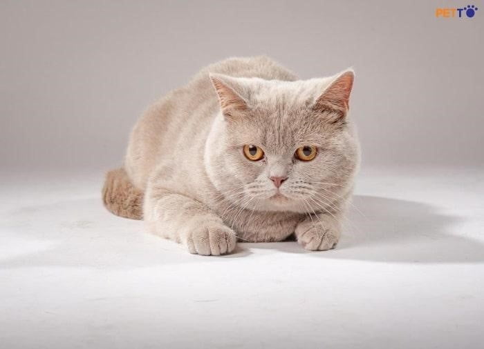 Một con mèo Anh lông ngắn tên là The Lilac có bộ lông gần như màu kem xám.