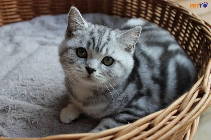Một chú mèo màu xám trắng tên là Silver có những đường vằn đáng yêu.