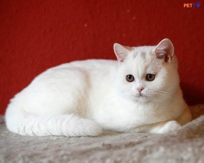 Một giống mèo toàn màu trắng thuộc họ Shorthair của Anh.