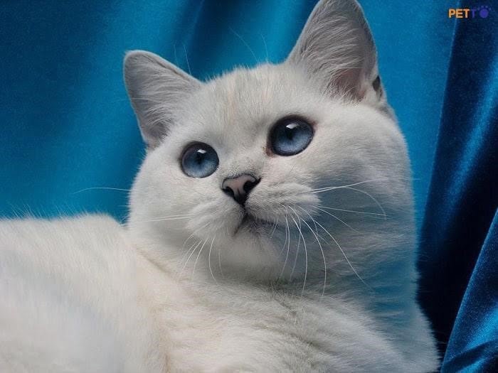 Mèo Anh lông ngắn có bộ lông màu xám bạc được gọi là “Anh lông ngắn màu bạc”.