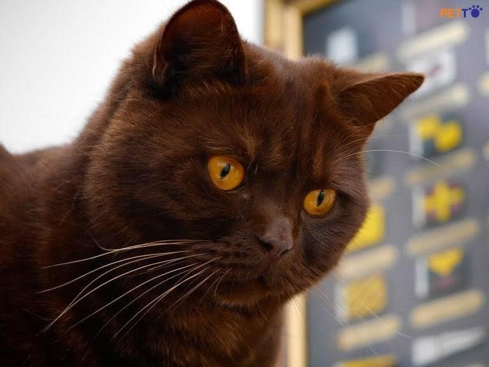 Trong dòng mèo Anh, màu nâu là màu lông khá hiếm gặp.