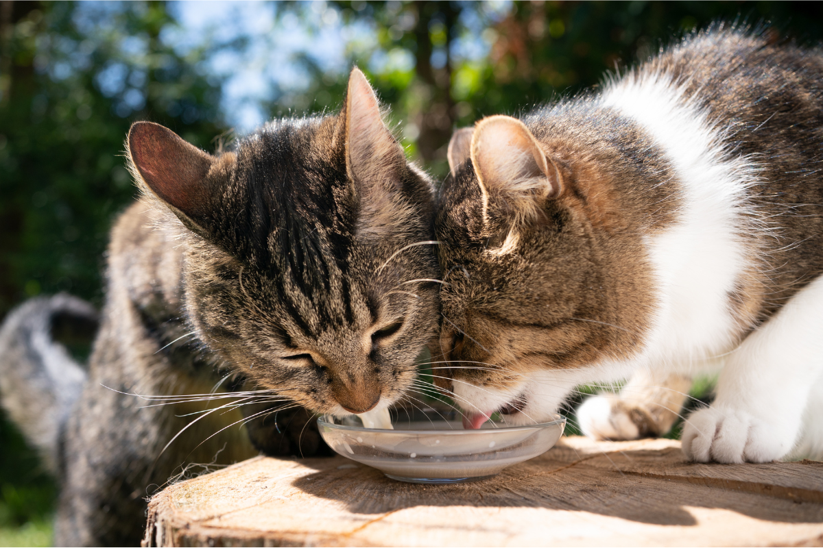 Sữa tươi có mùi thơm và ngon nên mèo rất thích, chúng sẽ trở nên nghiện.