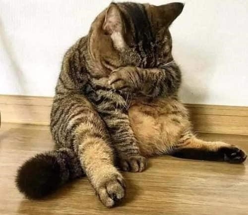 ban co bao gio tu hoi lieu meo co khoc khong3F dieu nay cung phu thuoc vao dinh nghia cua mi2uqc