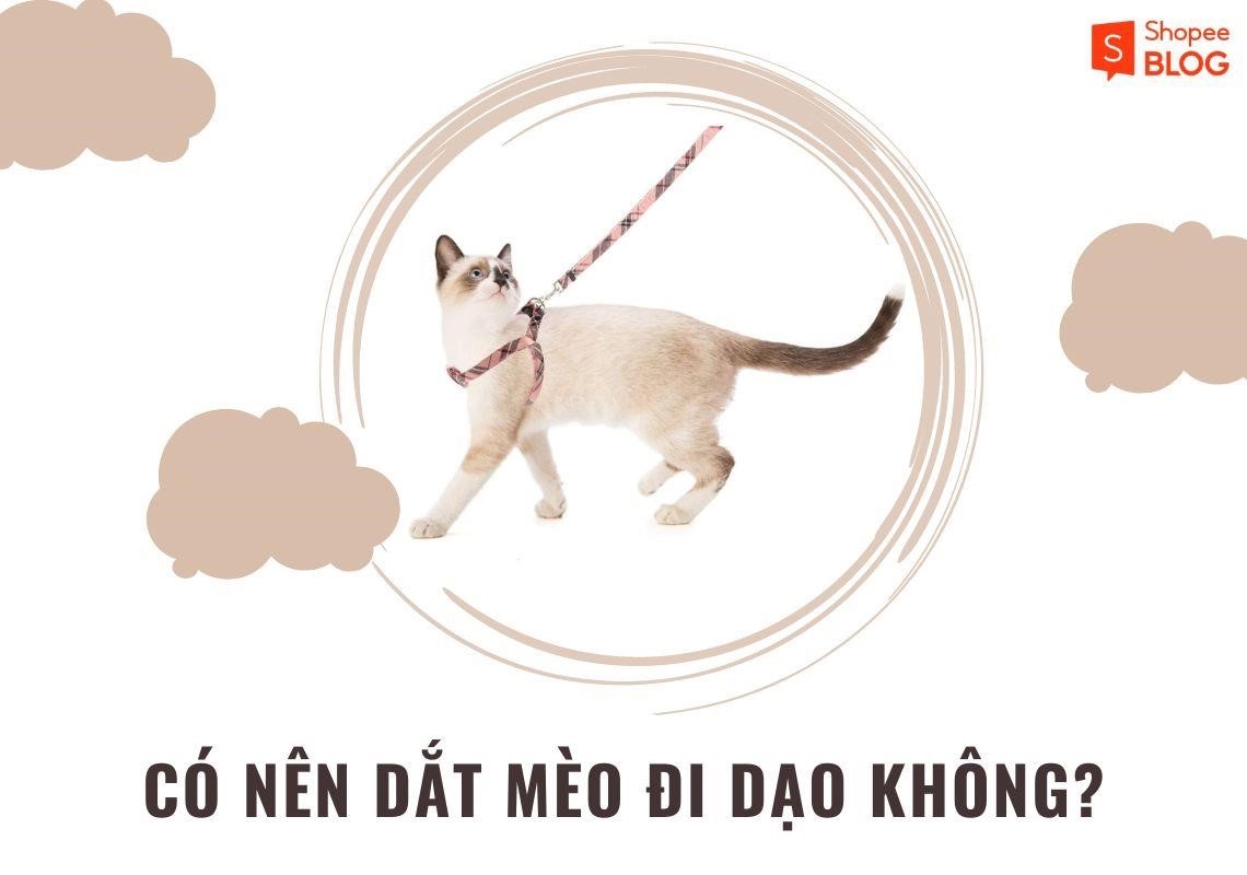 ban co nen dua meo di dao thuong xuyen khong3F do la cau hoi ma nhieu chu nuoi meo thuong 4d9raa