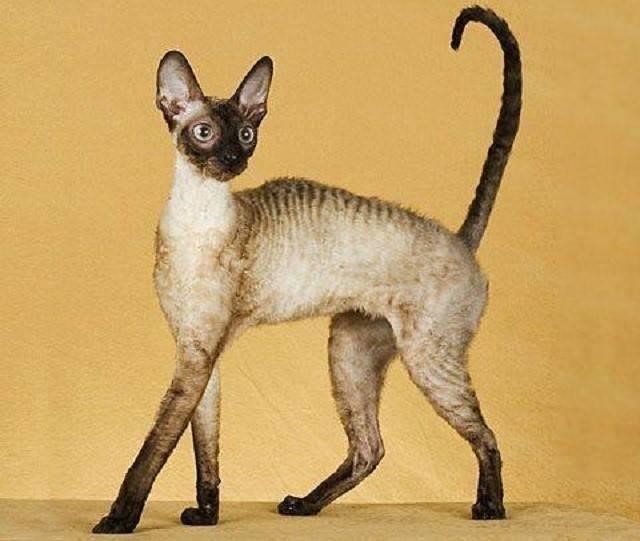 Bộ lông gợn sóng độc đáo của Cornish Rex