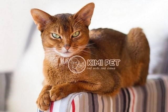 Loài mèo Abyssinian được biết đến là một trong những loài mèo thông minh nhất. Chúng có khả năng vượt trội và được đánh giá cao bởi tính cách thân thiện, năng động và tinh thông trong việc giao tiếp với con người.