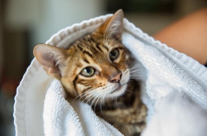 Cần tắm mèo thật sạch và lau khô toàn bộ cơ thể, đặc biệt chú ý đến phần đầu, tai và phổi.