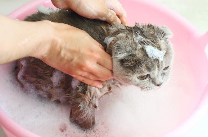 Để chăm sóc da của mèo, cần sử dụng loại dầu tắm phù hợp.