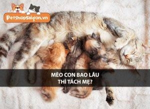 bao lau thi meo con duoc tach khoi me3F mfa5h1