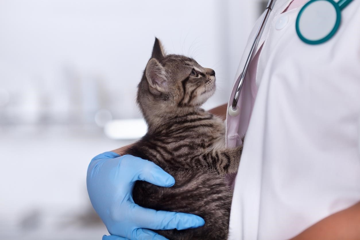 Bạn có biết về căn bệnh tăng bạch cầu ở mèo không?