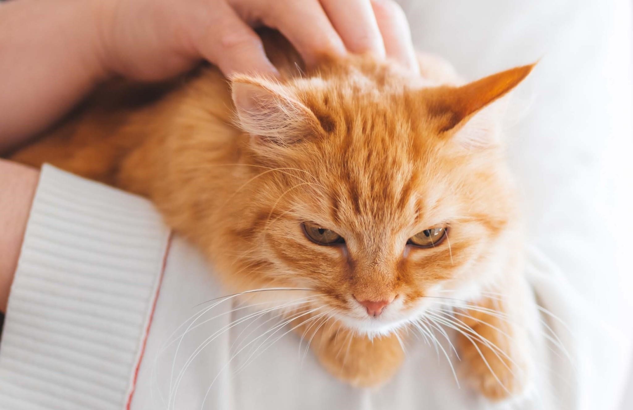 Căng thẳng kéo dài có thể là nguyên nhân gây tăng bạch cầu ở mèo.