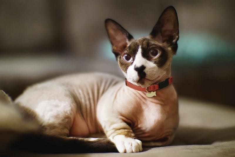 Mèo không lông Bambino được miêu tả bởi hình ảnh đáng yêu và độc đáo. Với bộ lông không có, chúng có thể được soi mói mỗi chi tiết trên cơ thể, từ mũi, tai đến móng vuốt. Mặt của chúng cũng rất đặc biệt, có đôi mắt to và mũi nhỏ xinh, tạo nên vẻ đáng yêu khó cưỡng lại.