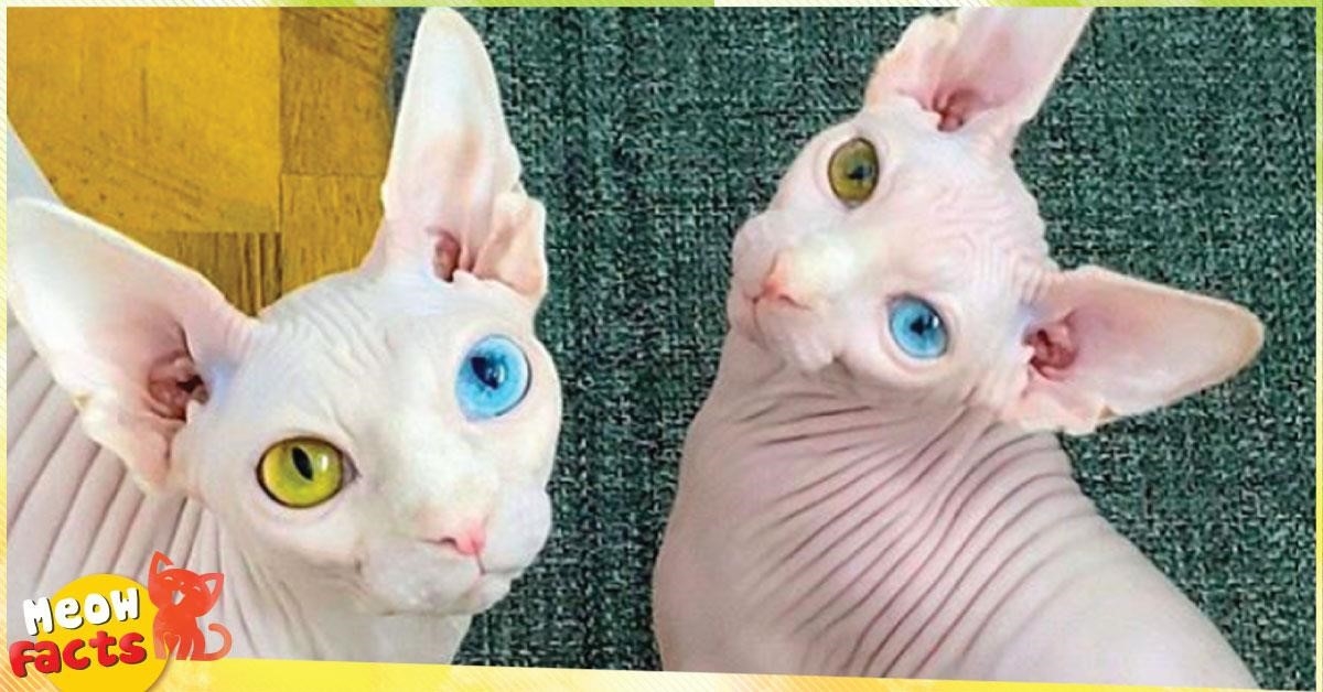 Mèo không lông có đôi mắt hai màu.