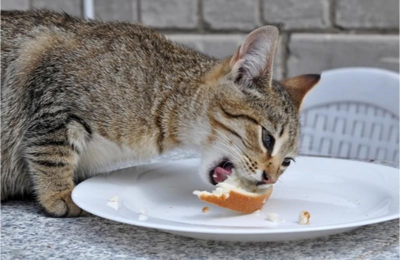 Nhiều chú mèo rất thích ăn bánh mì