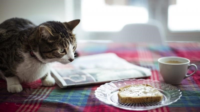 Phô mai, bơ, tỏi…những gia vị khác có trong bánh mì có thể không tốt cho mèo