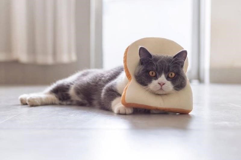 Bánh mì sống có thể gây nguy hiểm cho mèo vì khả năng lên men của mình