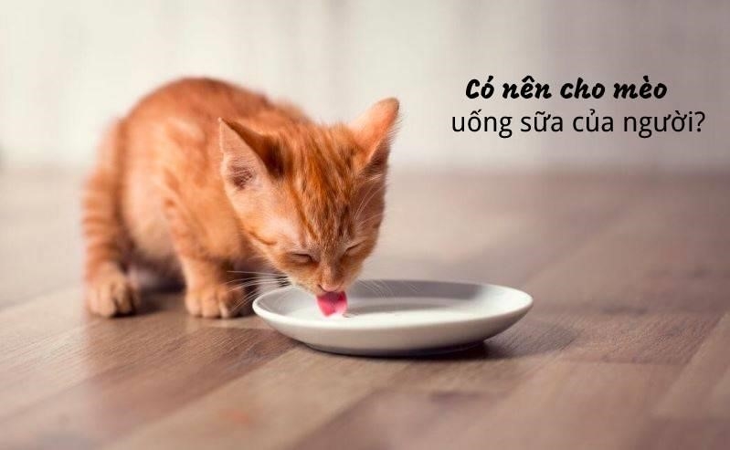 Có nên cho mèo uống sữa của con người hay không là một câu hỏi được đặt ra khá phổ biến.