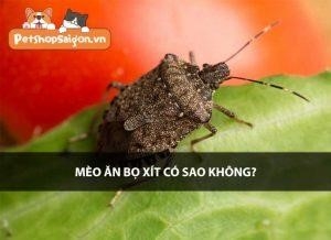 co tac dong gi doi voi suc khoe cua meo khi an bo xit khong3F