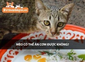 co the cho meo an com khong3F z1s9rw