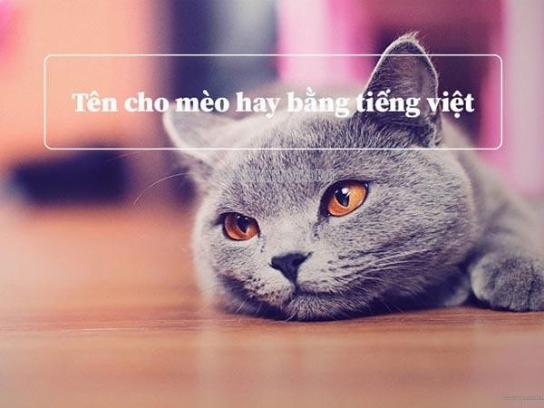 Mang tên cho mèo bằng tiếng Việt.