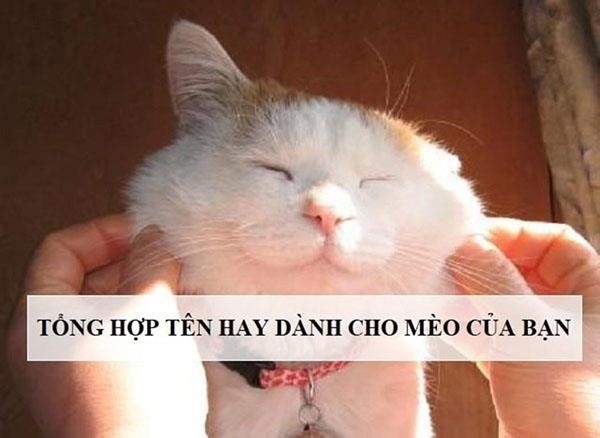co toi 500 cach thu vi de dat ten cho meo duc va meo cai cua ban2C tu nhung cai j1vbhi
