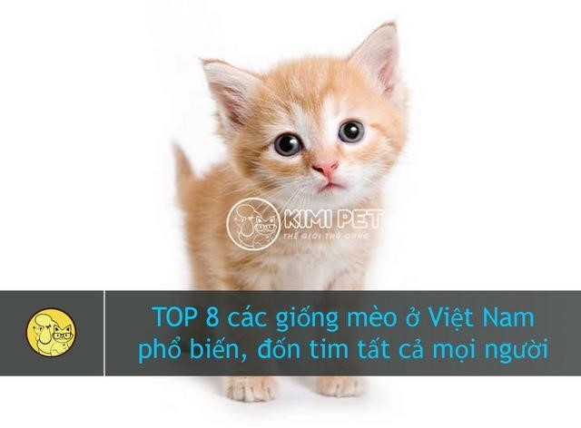 danh sach 8 giong meo pho bien o viet nam vo cung hap dan va khien nguoi ta phai say afdikr