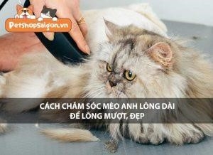 de giu cho long cua meo anh long dai dep va muot2C co mot so cach cham soc can duoc pmzqtw