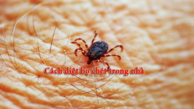de tieu diet bo chet trong nha mot cach hieu qua va an toan nhat2C ban nen ap dung cac 73w833