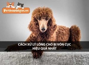 de xu ly tinh trang long cho bi von cuc2C co mot so cach don gian va hieu qua dau