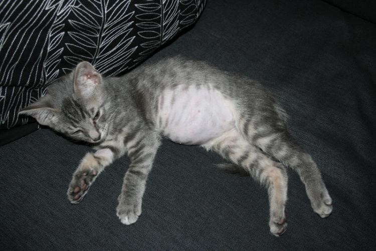 Điều gì làm cho bụng của mèo con trở nên phình to?