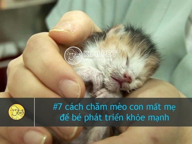 duoi day la bay cach cham soc meo con mat me de giup chung phat trien tot va khoe manh fryk1u